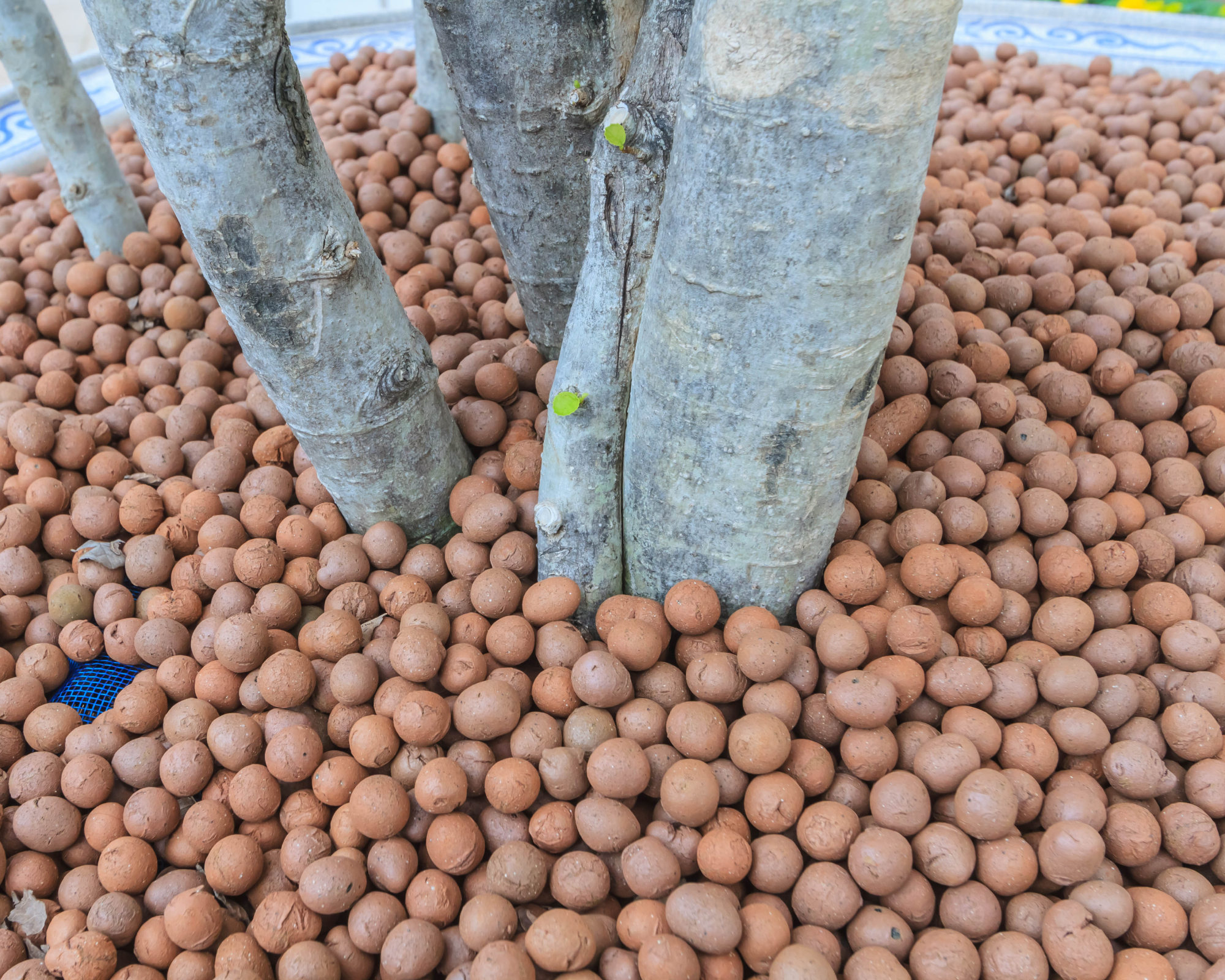 LECA clay balls being used as a pot topper in a planter