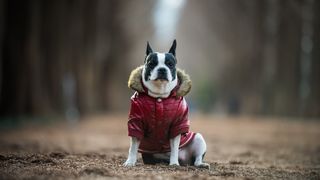 Dog wearing a coat in winter