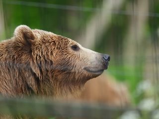 A close up of a brown bear side on