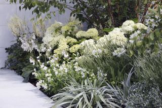 White garden border