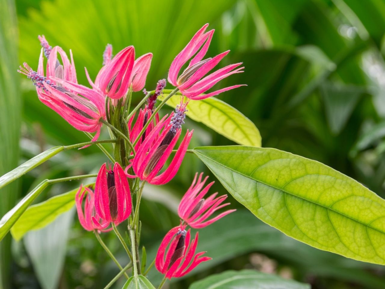 Pink Brazilian Candle Plant