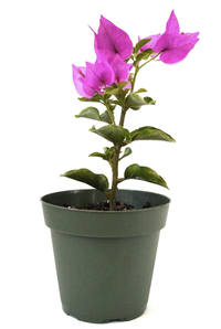 Potted bougainvillea plant, Amazon