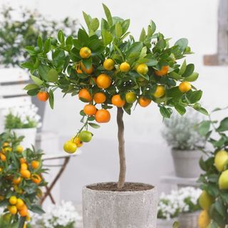 Climate change fruits: an orange tree