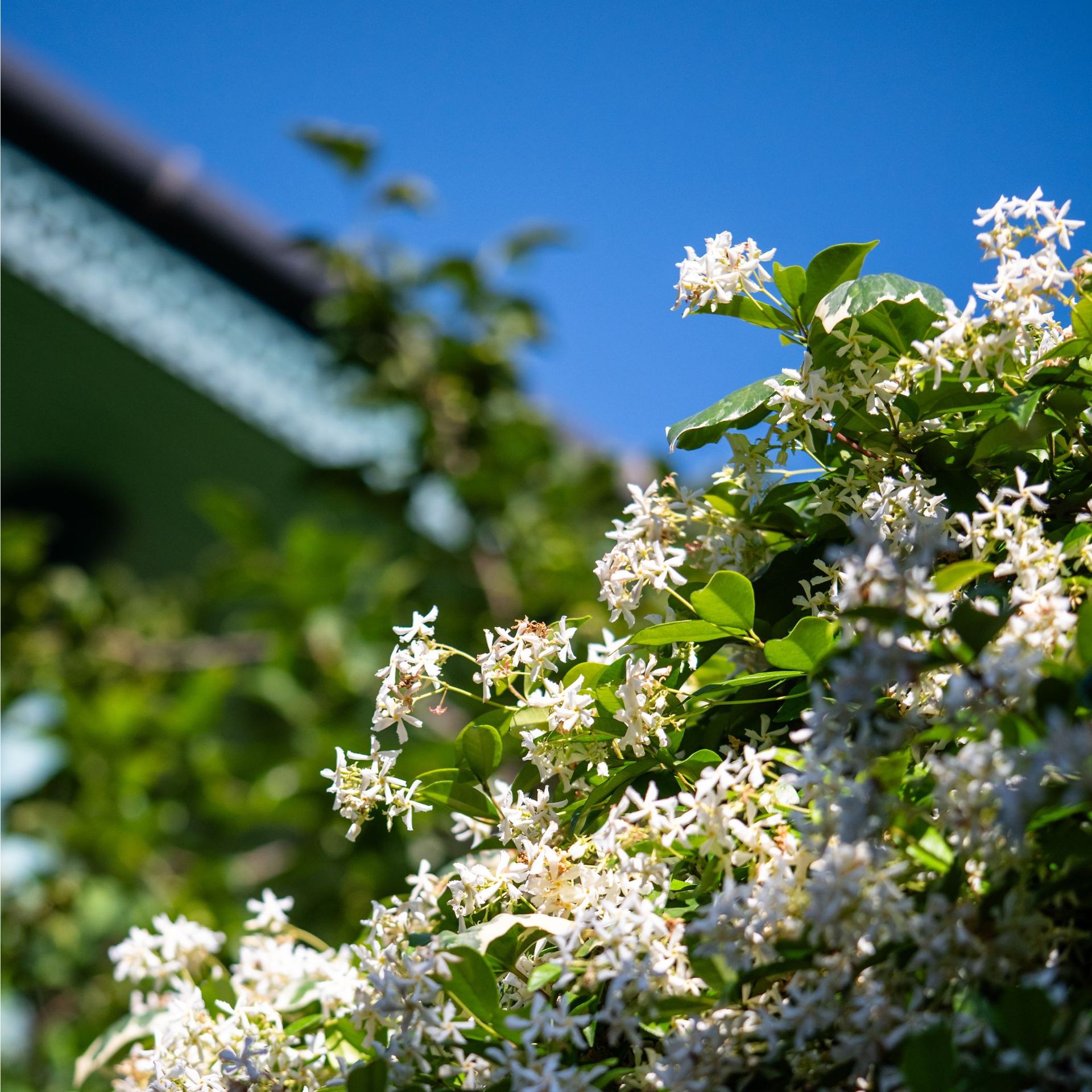 Bushes of blooming scented Jasminum officinale. Common jasmine during flowering in summer.
