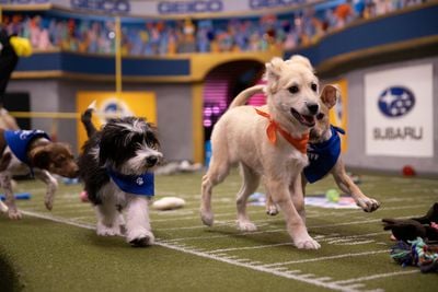 Puppy Bowl XVI