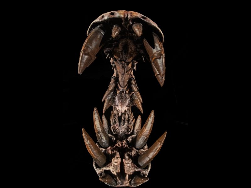 A photograph looking into the jaws of a brown dinosaur skeleton, its large teeth poking out against a black background