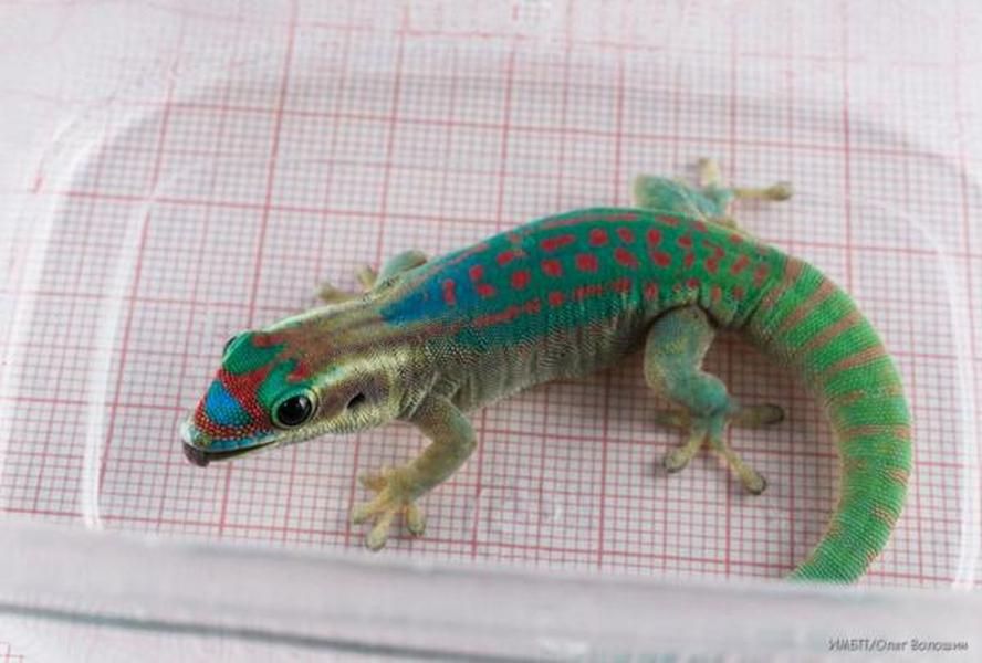 Russian space geckos didn&amp;#039;t survive their journey