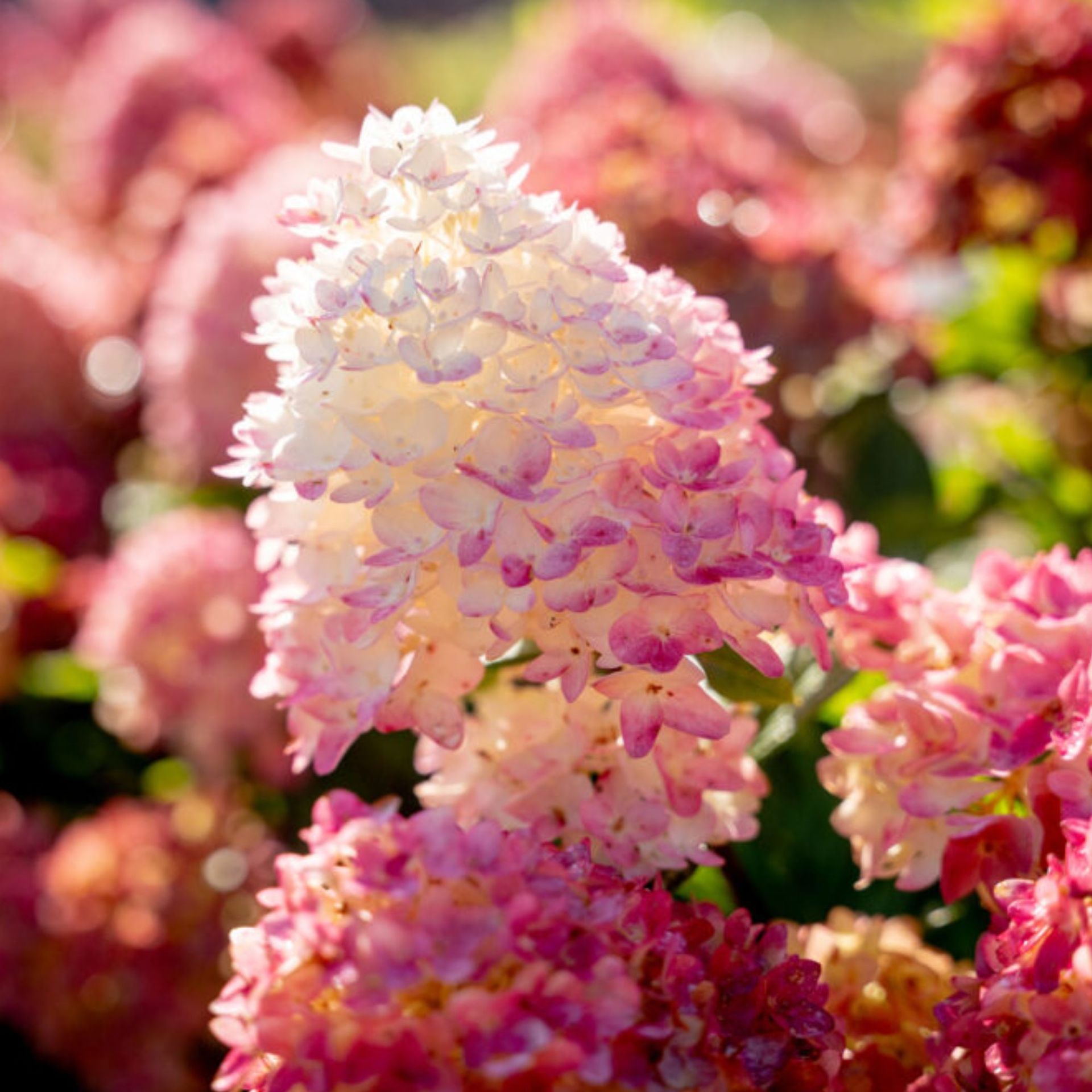 Spring Sizzle® Panicle Hydrangea