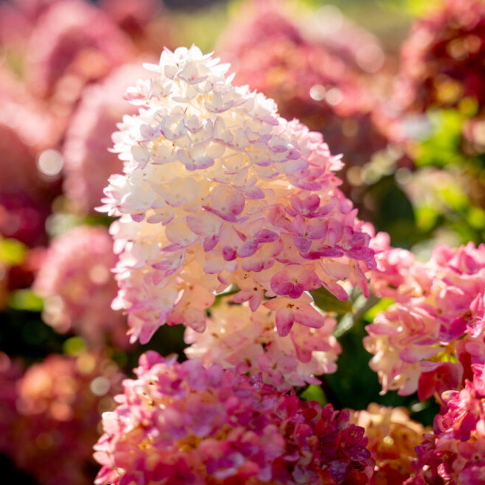Spring Sizzle&reg; Panicle Hydrangea