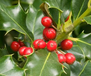 Holly berries are lovely festive decorations but are dangerous to pets