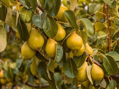 Pear Tree Full Of Fruits