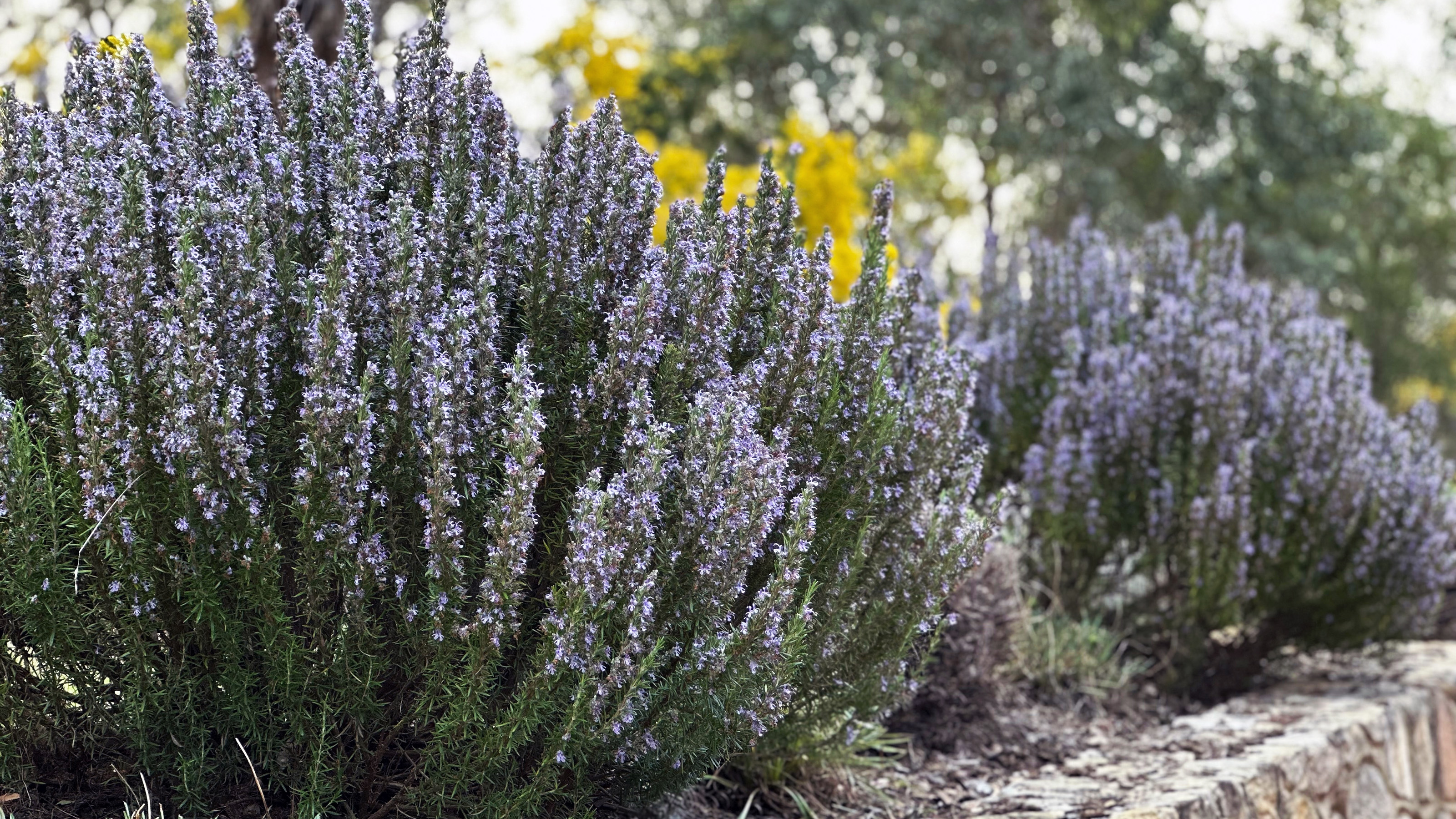a rosemary bush flowering