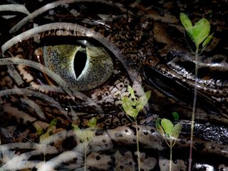 Equipped only with my macro lens, I wanted to capture more than just this young saltwater crocodile when I encountered it at low tide in the mangroves