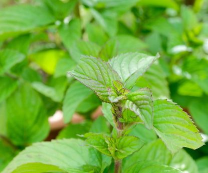 Best mint varieties to grow for unusual and aromatic herbs | Homes ...