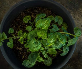 Wasabi plant growing in a pot