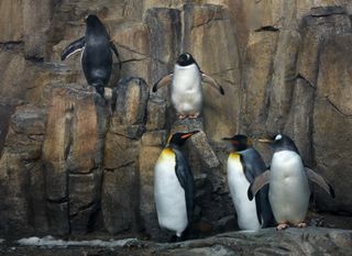 Five penguins, two on rocks and three stood together within the Montreal Biodome's penguin experience