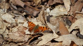 Butterfly in fallen leaves