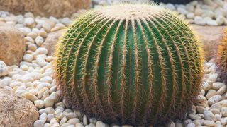 Golden Barrel Cactus (Echinocactus grusonii) amongst white gravel like stones