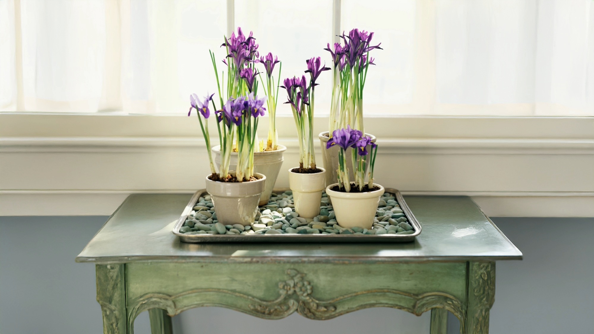 Irises sit atop a pebble tray in front of window