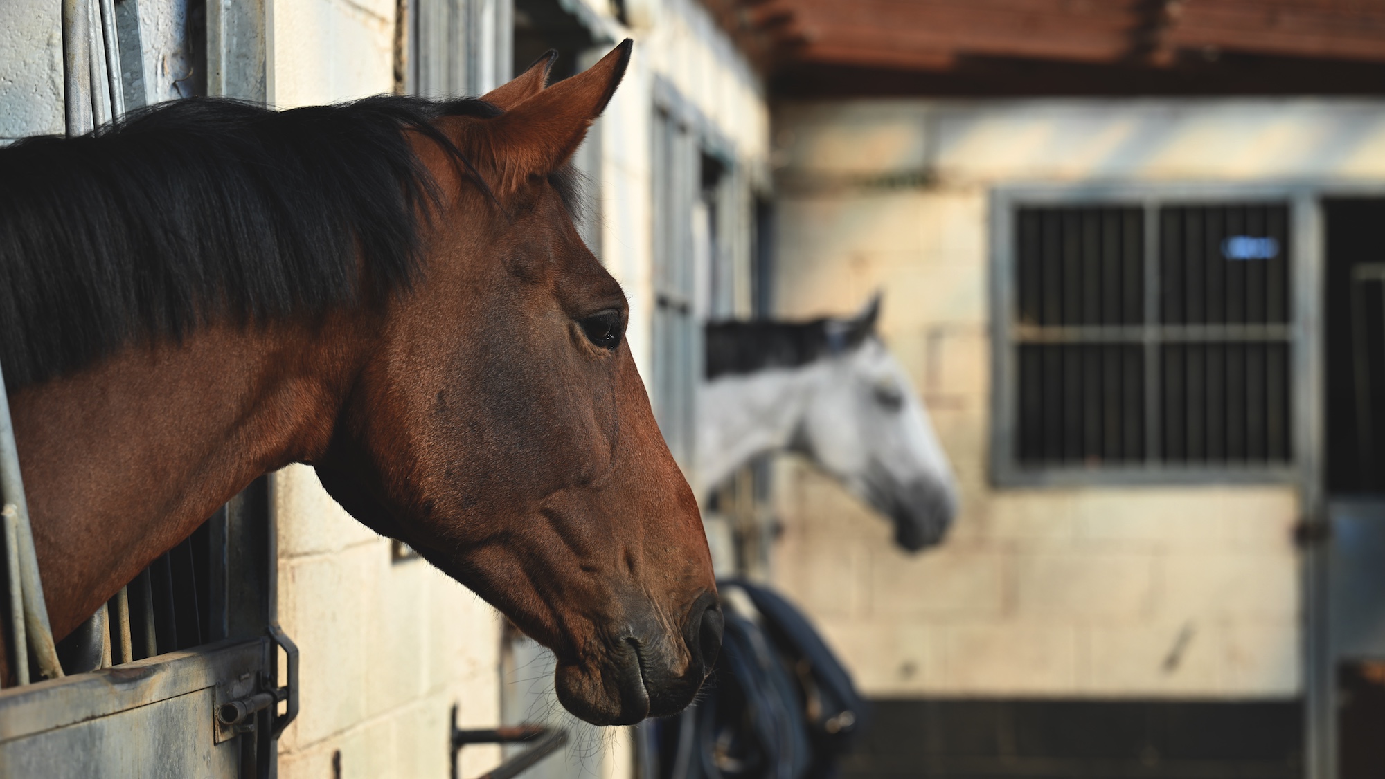 Horses on Joe Stockdale's yard look out of stables.