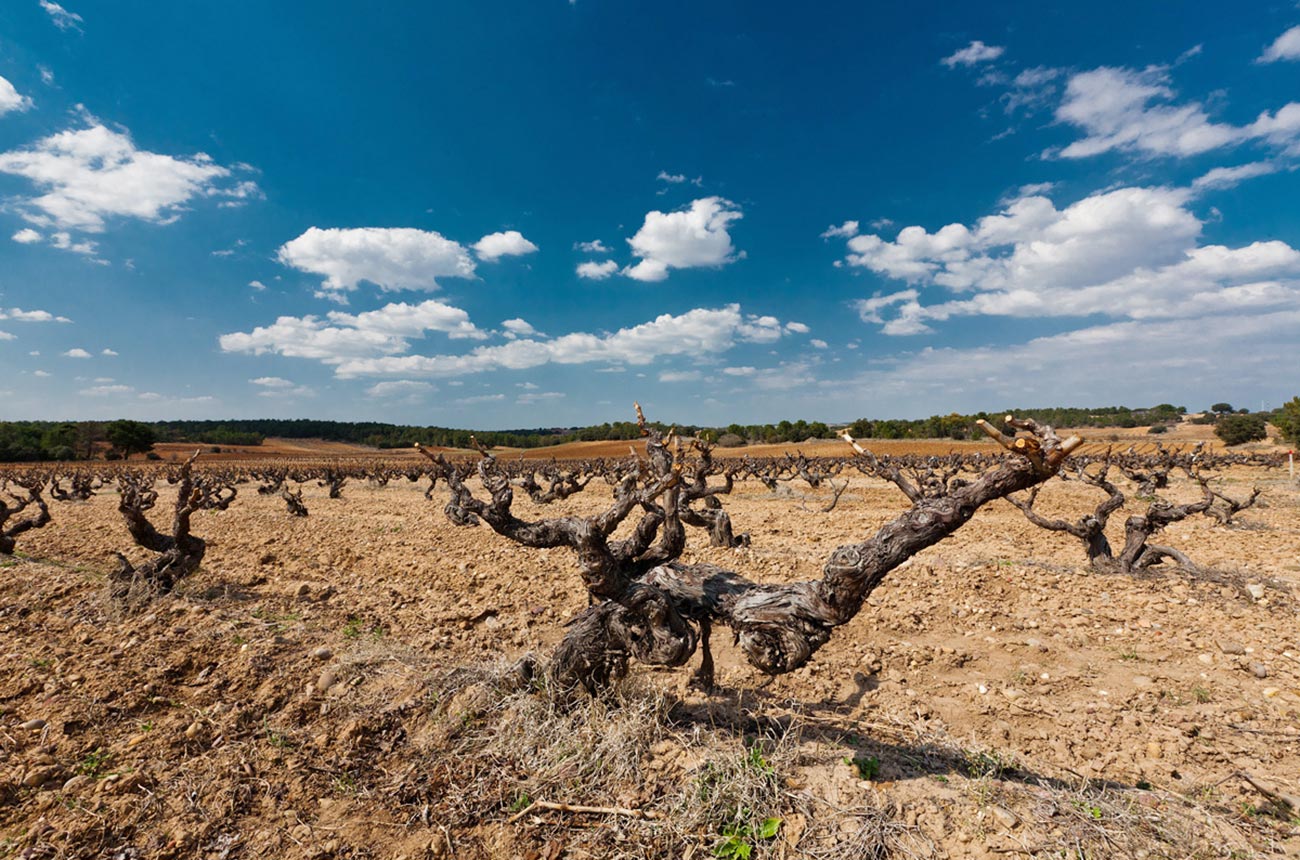 Valduero_Old-low-bush-vines.jpg