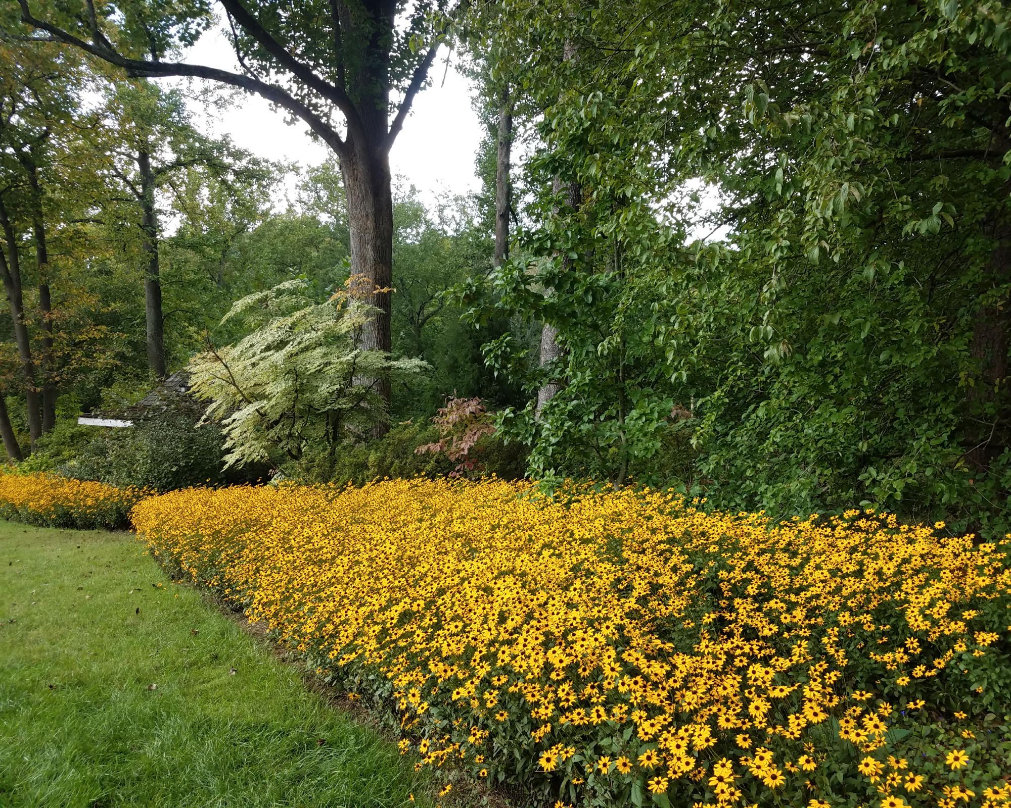 border full of abundant black-eyed susan yellow flowers