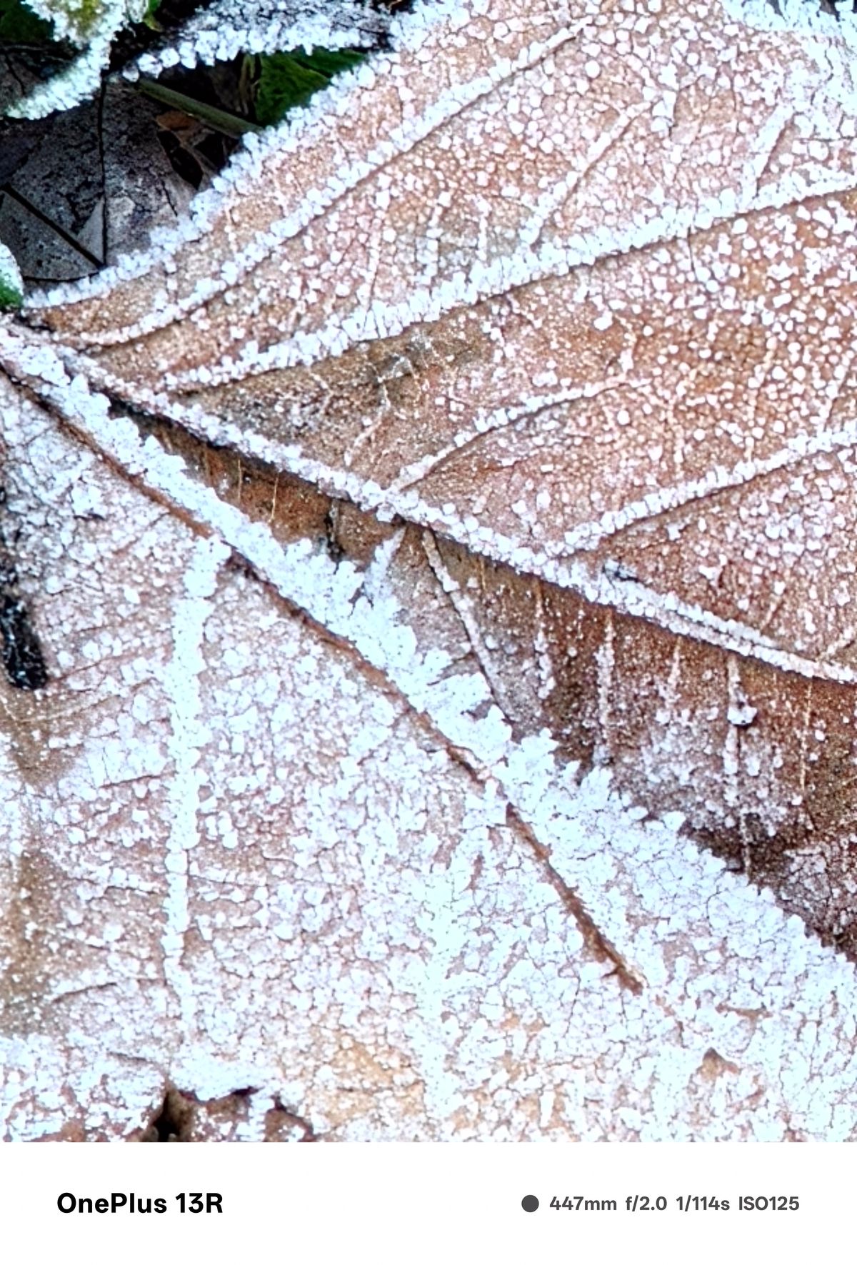 Mix of green and brown leaves on the ground covered in frost