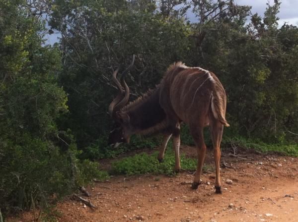 Red Haarte Beest.