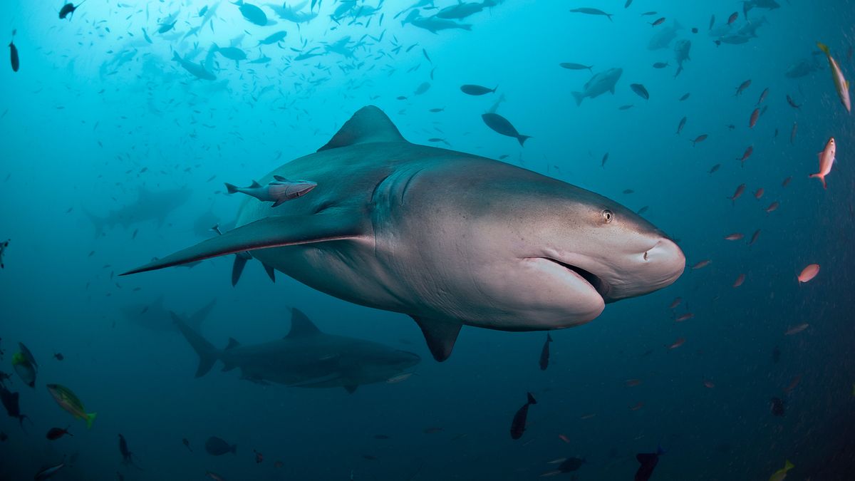 There's 5 times as many bull sharks off Alabama now — but don't worry about shark bites