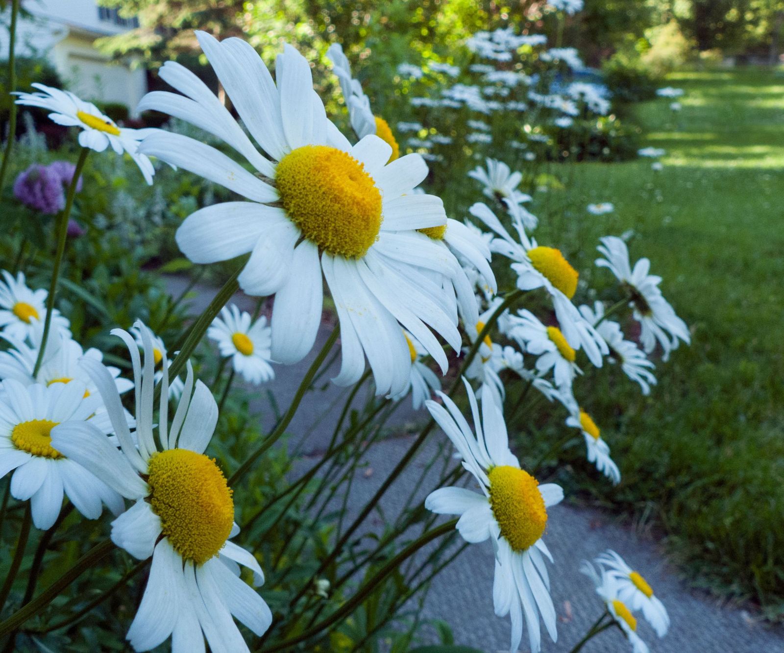 Deadheading Shasta daisies; to keep them blooming for longer Homes