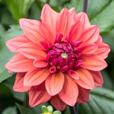 Closeup of pink dahlia flower in garden