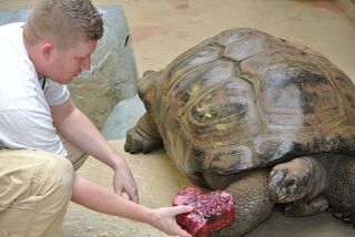 aldabra tortoise, animal valentine's day, zoo valentine's day, wild valentines, valentine's day at the zoo, sweet animals on valentines day, gross valentines, animal valentines, zoo valentines, animals