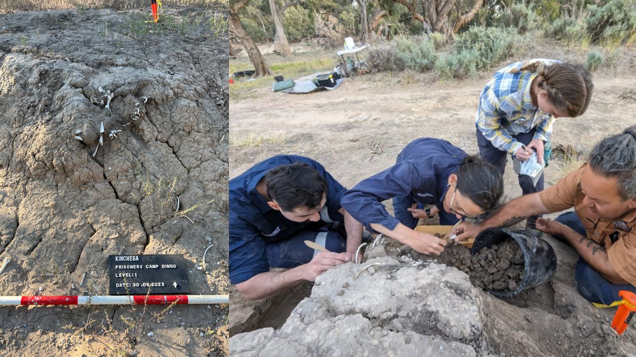  950-year-old burial of a pet dingo is first clear archaeological evidence of humans ritually 'feeding' a grave anywhere in the world 