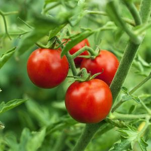 Benefits Of A Backyard Suburban Garden | Gardening Know How