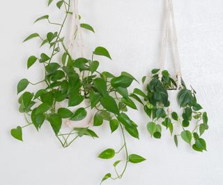 Two pothos houseplants suspended from macrame hangers against a white wall