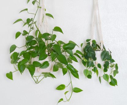 Two pothos houseplants suspended from macrame hangers against a white wall
