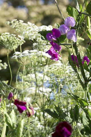 Sweet pea flowers in a summer garden