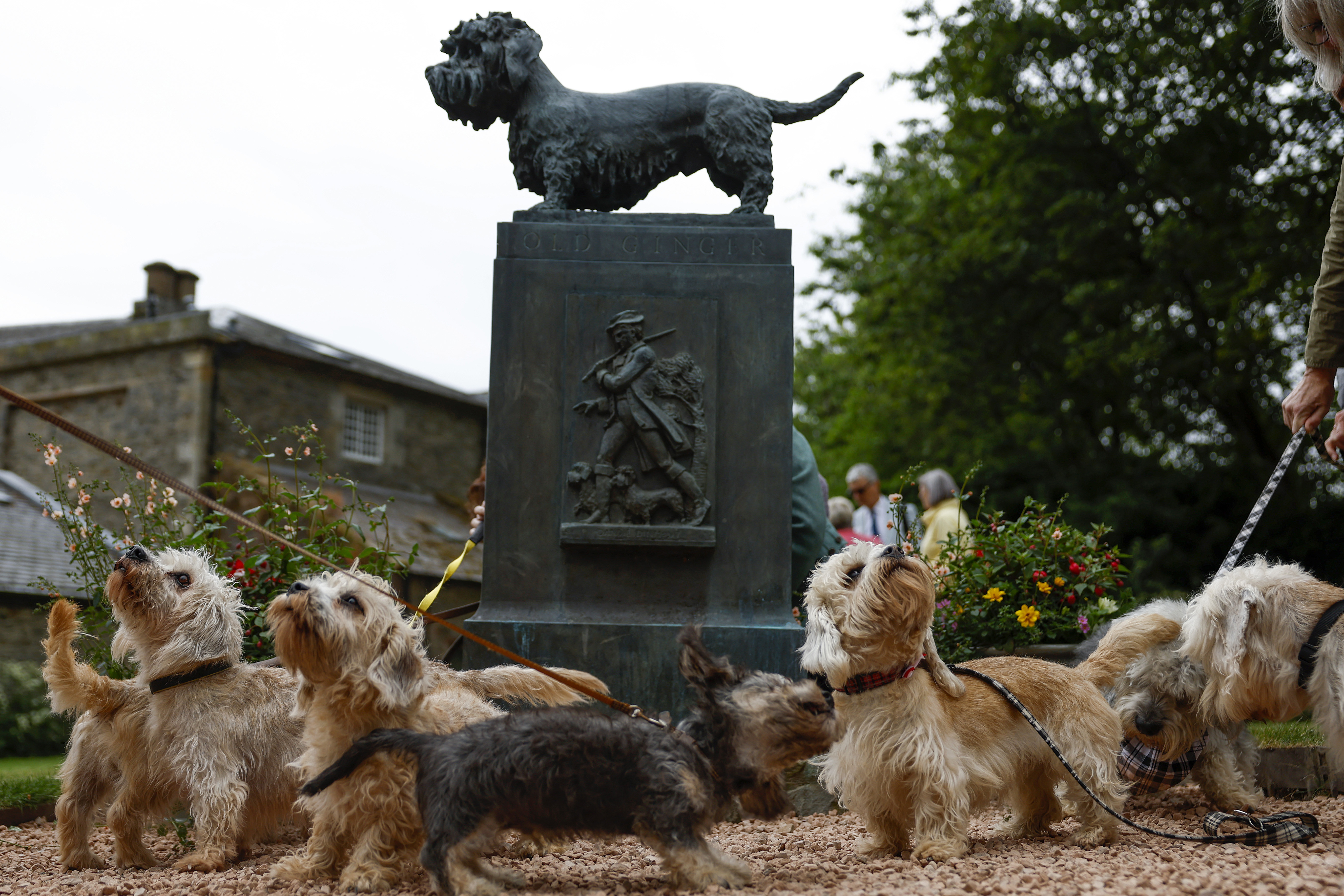 A group of Dandie Dinmont Terriers on leads gather around the bronze statue of Old Ginger at The Haining kennel yard in Selkirk, Scotland, during the Dandie Dinmont Terrier Festival 2022.