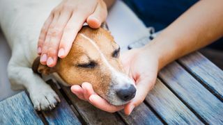 Sick dog having head cradled by owner