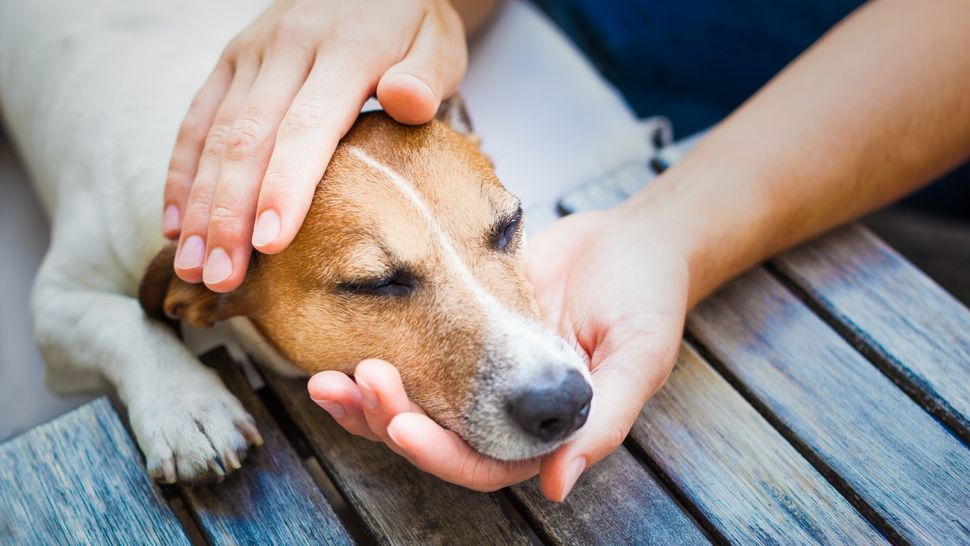 Vet's guide to gabapentin for dogs: all you need to know | PetsRadar