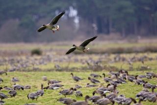 Migrating Pink Footed geese over wintering on marshland at Holkham North Norfolk coast East Anglia Eastern England