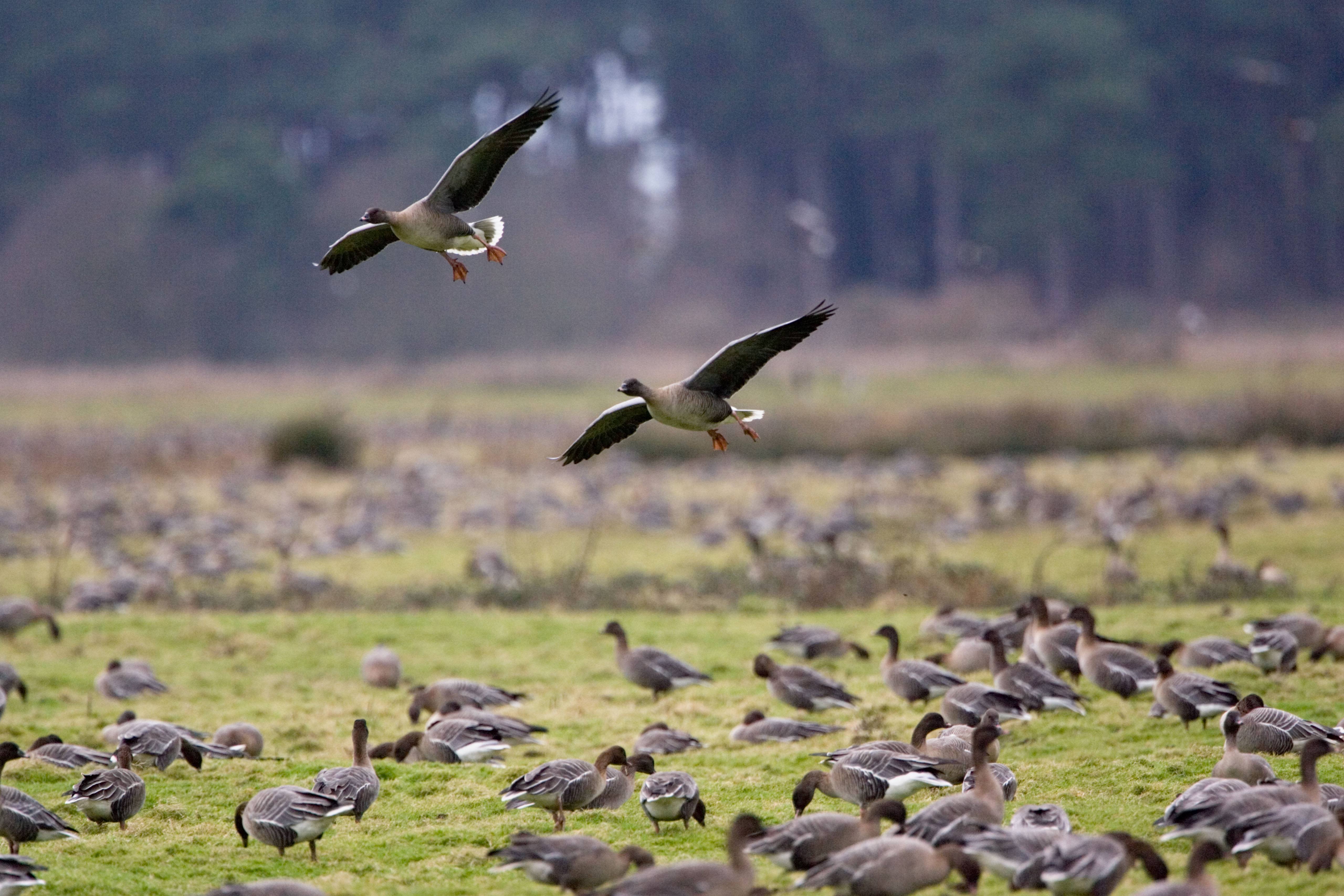 Migrating Pink Footed geese over wintering on marshland at Holkham North Norfolk coast East Anglia Eastern England