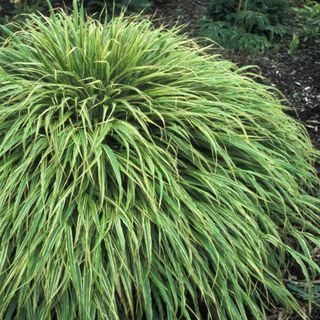 Japanese forest grass