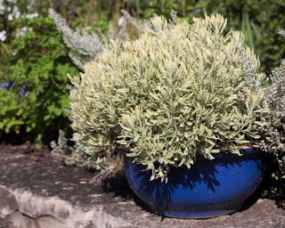 Lavandula x heterophylla 'Meerlo' in blue patio pot
