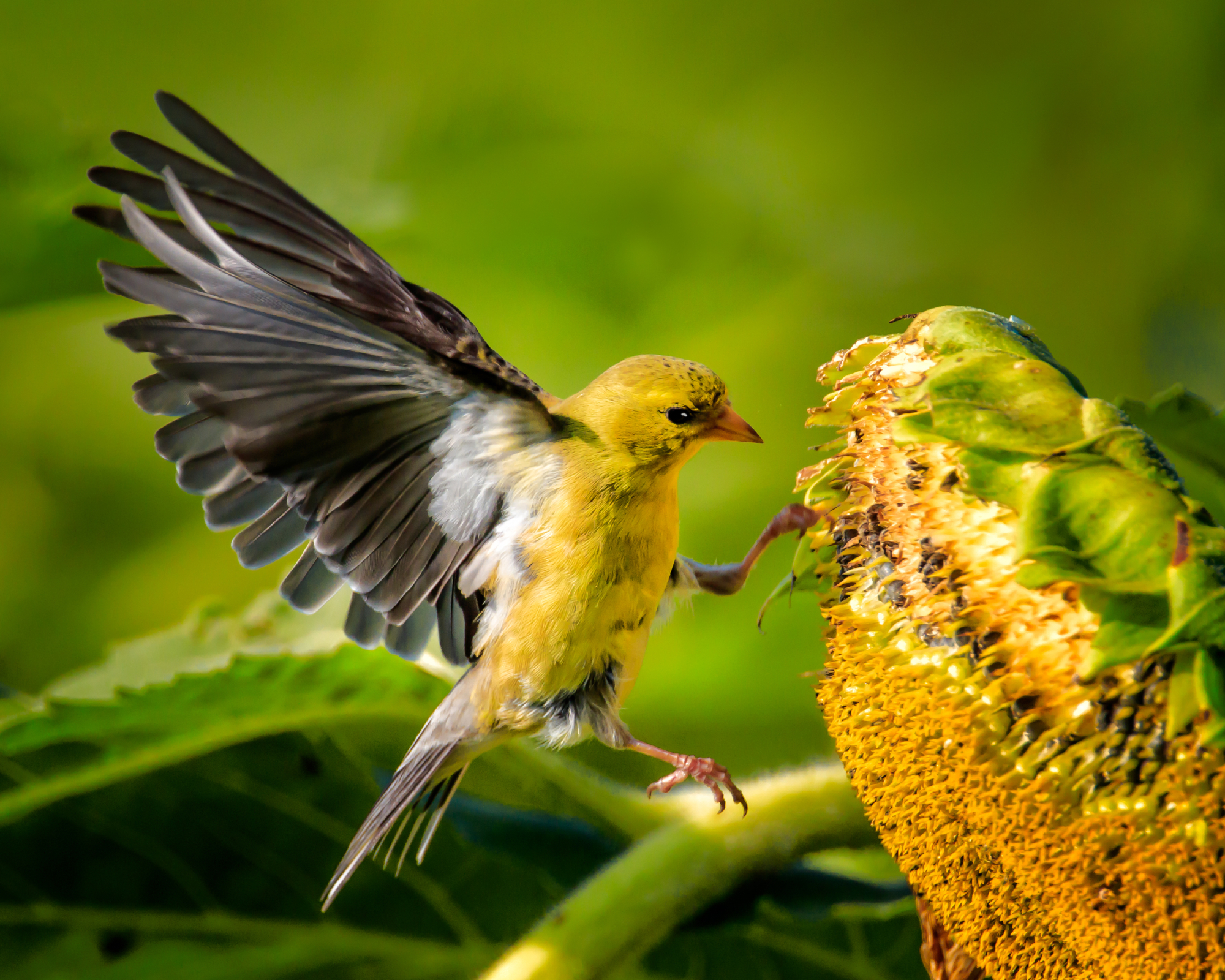 bird landing on sunflower seedhead