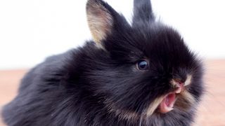 Black rabbit shouting