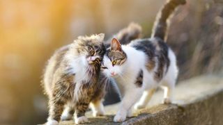 Two cats rubbing their heads together