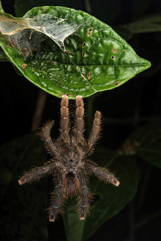 Avicularia hirschii tarantula escapes from army ants by hanging from a leaf.