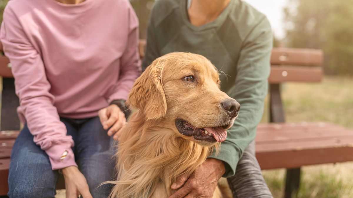 Build a better bond with your dog and boost their happiness with this expert’s three top tips