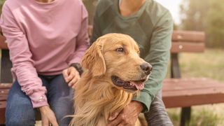 Golden retriever sat in front of owners